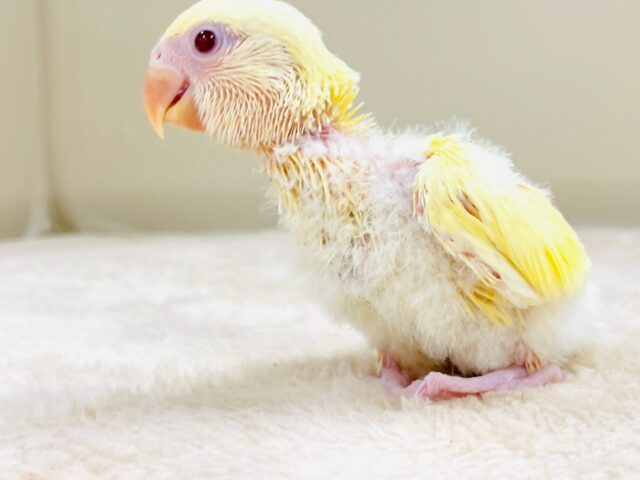 コザクラインコ（小桜インコ）