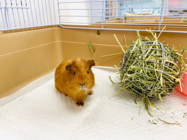 イングリッシュモルモット