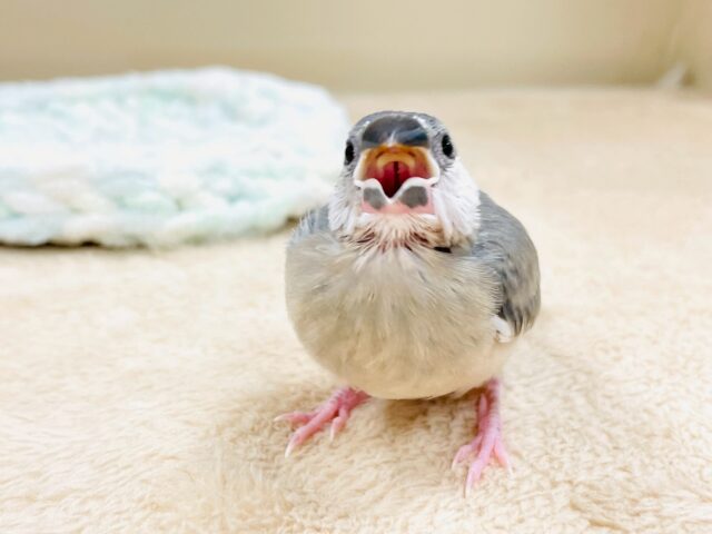 べりべり可愛い白色ほっぺ💕桜文鳥さん❣️(ヒナ) 桜文鳥