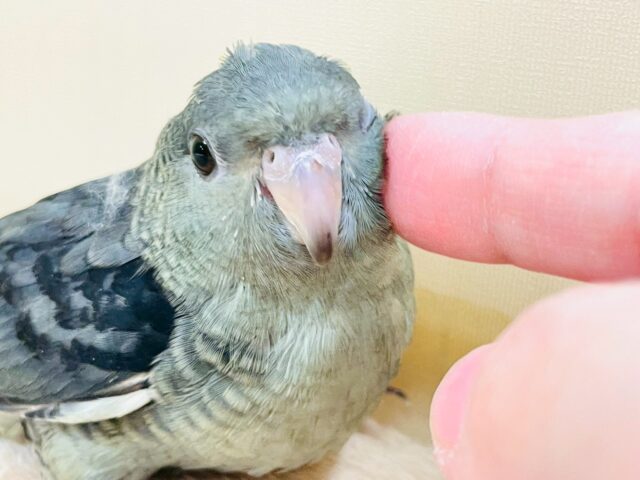 落ち着きある大人〜な雰囲気❣️サザナミインコちゃん❣️(モーブ)男の子