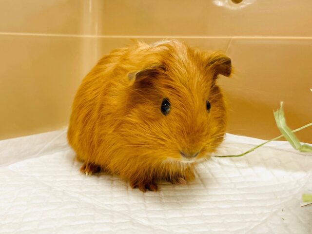 イングリッシュモルモット