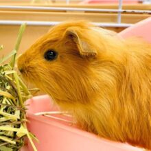 ぷーいぷーい💕イングリッシュモルモット（男の子）