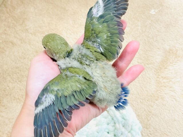 キエリボタンインコ