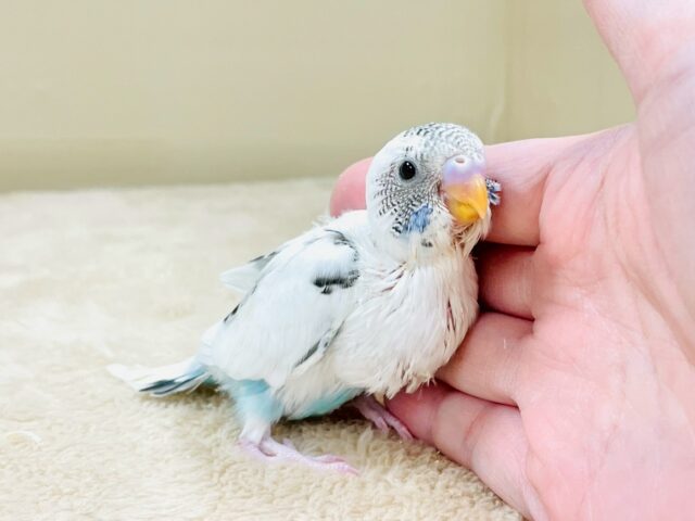 ぴとっ❣️と寄り添い💞セキセイインコちゃん❣️(白ハルクイン)ヒナ セキセイインコ