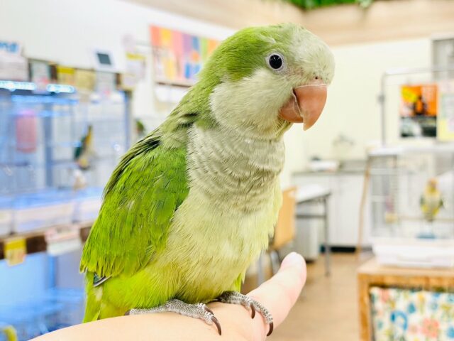 【最新画像】カキカキ時のうっとり顔がたまりません💚オキナインコ(ノーマル) オキナインコ
