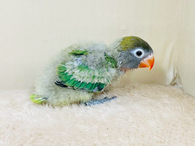 キエリボタンインコ