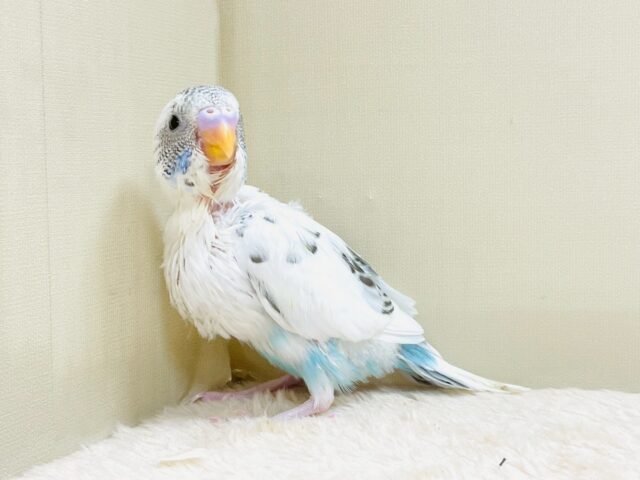 ぴとっ❣️と寄り添い💞セキセイインコちゃん❣️(白ハルクイン)ヒナ セキセイインコ