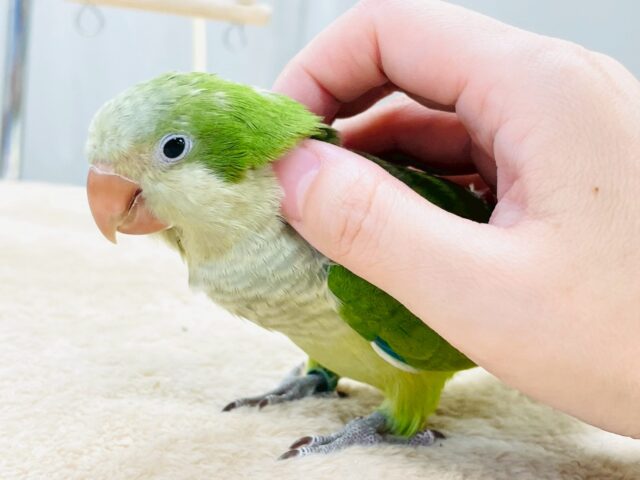 【最新画像】カキカキ時のうっとり顔がたまりません💚オキナインコ(ノーマル) オキナインコ