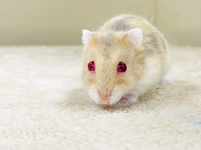 ドワーフハムスターの1種