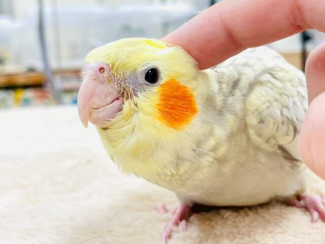 【最新画像】ゴージャスな鱗模様✨️なオカメインコちゃん❣️(シナモンパール)(ヒナ) オカメインコ