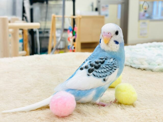 【最新画像】青空のような爽やかカラー🩵セキセイインコ(パイド)ヒナ セキセイインコ