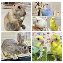 【緊急追加セキセイフェア～！！】柏店フェア情報～！！　