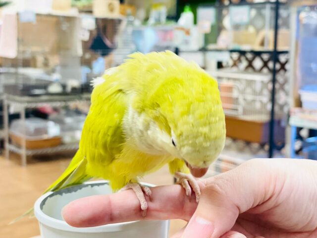 オキナインコ
