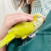 【最新画像】クリっとおめめ✨が可愛いオキナインコ（パリド）