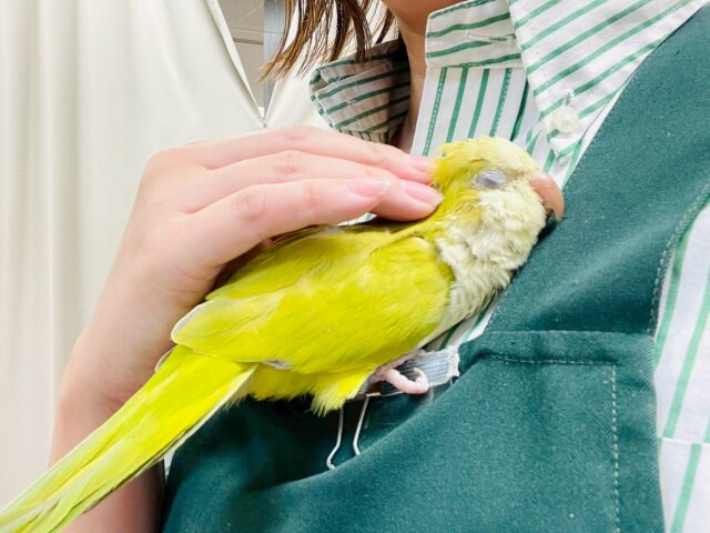 【最新画像】クリっとおめめ✨が可愛いオキナインコ（パリド）