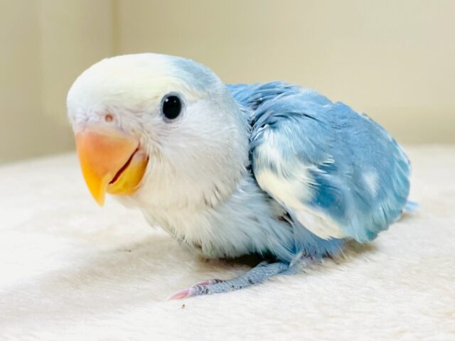 レアで激カワなコザクラインコちゃん❣️(ブルーチェリーパイド)ヒナ コザクラインコ(小桜インコ)