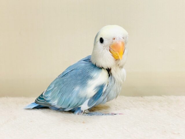レアで激カワなコザクラインコちゃん❣️(ブルーチェリーパイド)ヒナ コザクラインコ(小桜インコ)