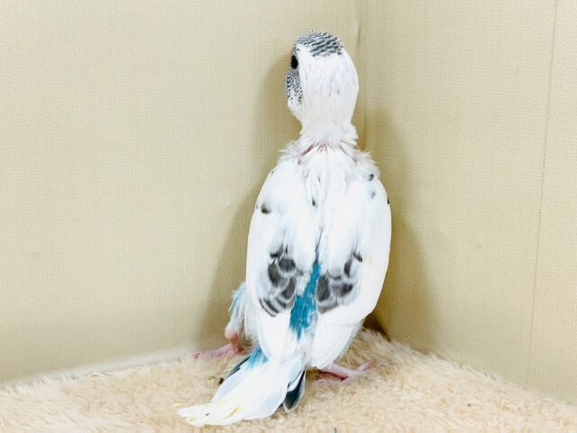 ぴとっ❣️と寄り添い💞セキセイインコちゃん❣️(白ハルクイン)ヒナ セキセイインコ