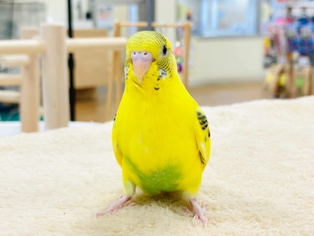 すくすく成長してます❣️☺️セキセイインコ(ハルクイン)ヒナ セキセイインコ