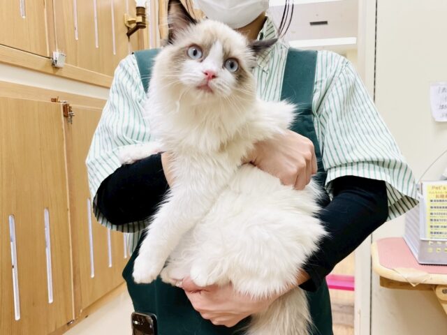 愛嬌たっぷり🎵イケメンラグドールくん ラグドール