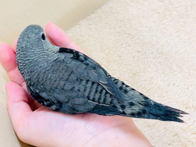 サザナミインコ