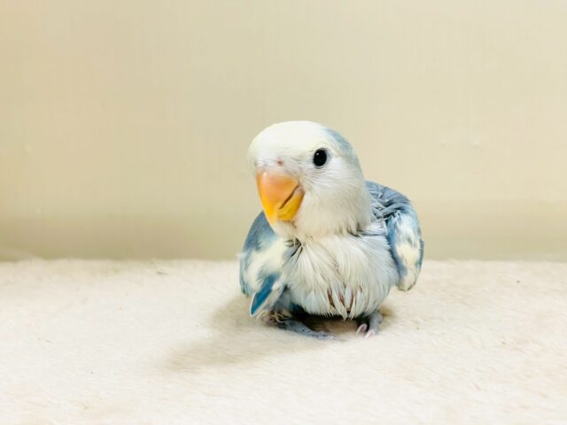 レアで激カワなコザクラインコちゃん❣️(ブルーチェリーパイド)ヒナ コザクラインコ(小桜インコ)