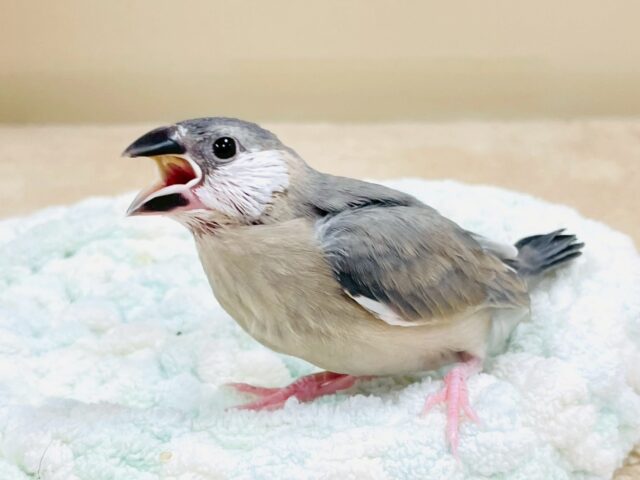 べりべり可愛い白色ほっぺ💕桜文鳥さん❣️(ヒナ) 桜文鳥