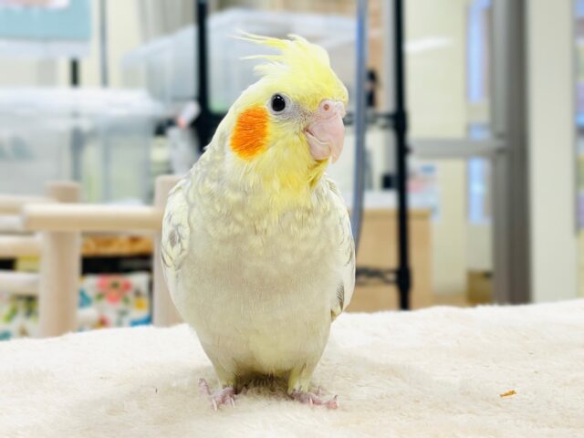 【最新画像】ゴージャスな鱗模様✨️なオカメインコちゃん❣️(シナモンパール)(ヒナ) オカメインコ