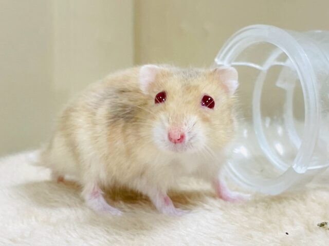 ドワーフハムスターの1種