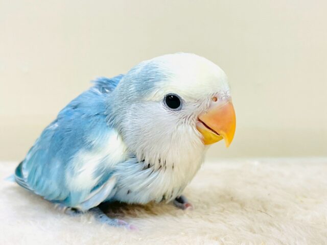 レアで激カワなコザクラインコちゃん❣️(ブルーチェリーパイド)ヒナ コザクラインコ(小桜インコ)