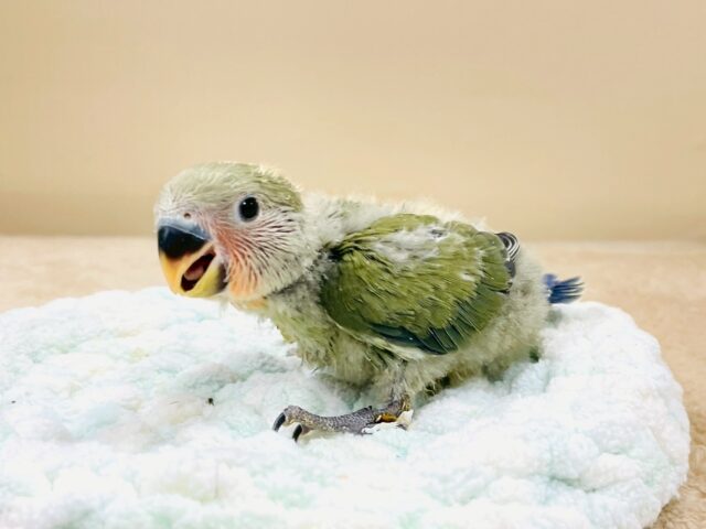 コザクラインコ（小桜インコ）