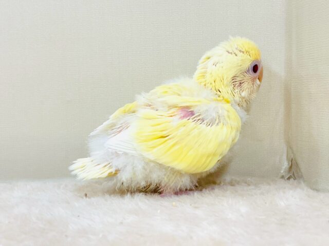 コザクラインコ（小桜インコ）