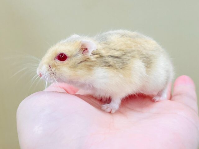 ドワーフハムスターの1種