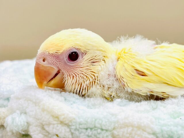 コザクラインコ（小桜インコ）