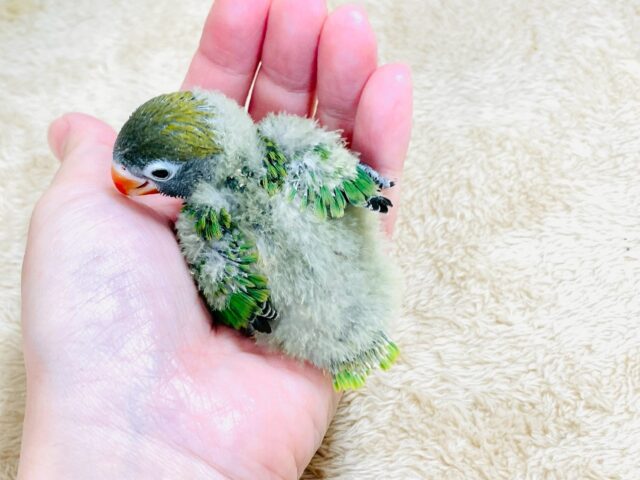 キエリボタンインコ