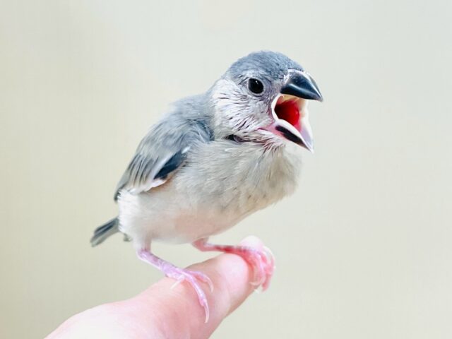 べりべり可愛い白色ほっぺ💕桜文鳥さん❣️(ヒナ) 桜文鳥