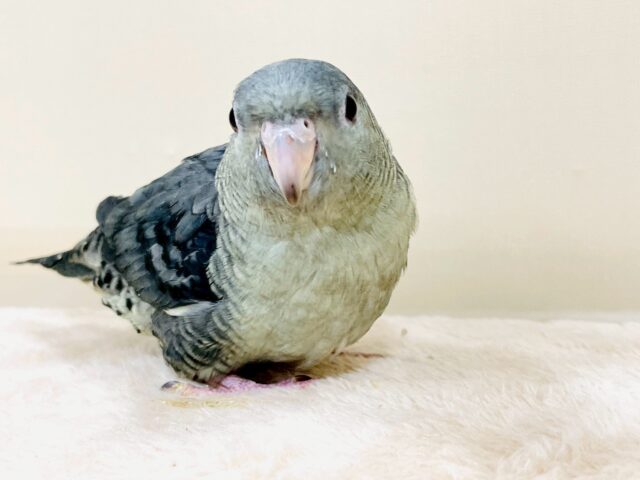 サザナミインコ