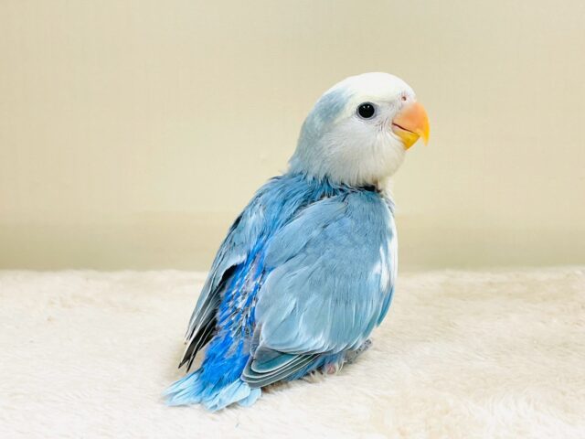 レアで激カワなコザクラインコちゃん❣️(ブルーチェリーパイド)ヒナ コザクラインコ(小桜インコ)