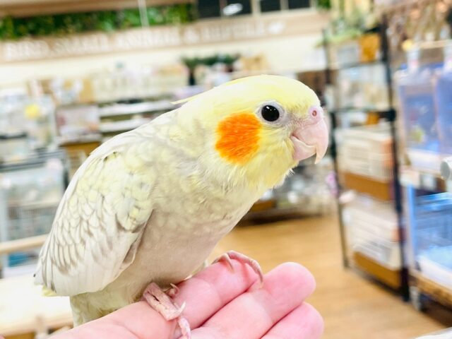 【最新画像】ゴージャスな鱗模様✨️なオカメインコちゃん❣️(シナモンパール)(ヒナ) オカメインコ