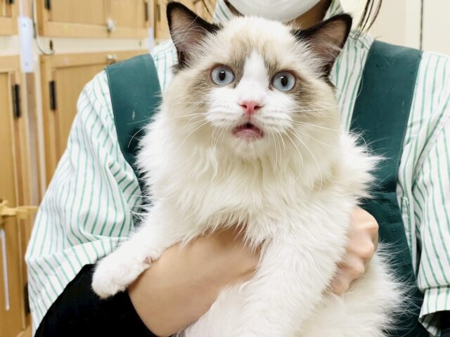 愛嬌たっぷり🎵イケメンラグドールくん ラグドール