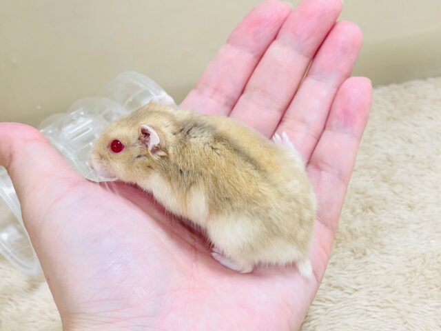 ドワーフハムスターの1種