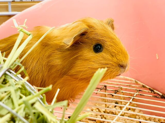 イングリッシュモルモット