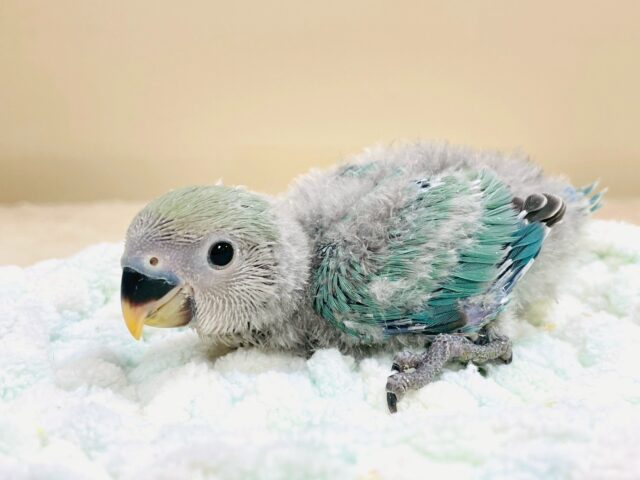 コザクラインコ（小桜インコ）