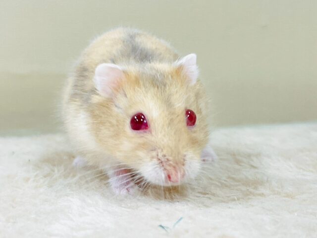 やわらかカラーに際立つルビーアイ👀✨️ルビーアイハムスター(女の子)