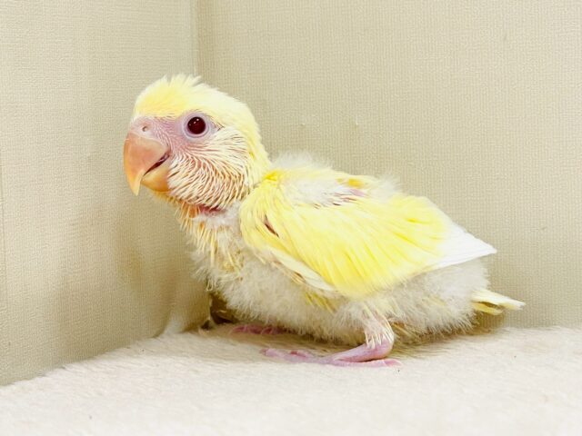 赤い瞳とクリームカラーの奇跡のマッチ❣️コザクラインコ(クリームルチノー)ヒナ
