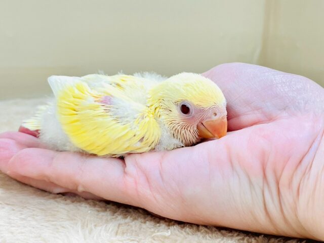 コザクラインコ（小桜インコ）