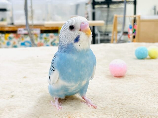 【最新画像】青空のような爽やかカラー🩵セキセイインコ(パイド)ヒナ セキセイインコ
