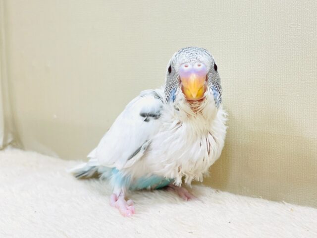 ぴとっ❣️と寄り添い💞セキセイインコちゃん❣️(白ハルクイン)ヒナ セキセイインコ