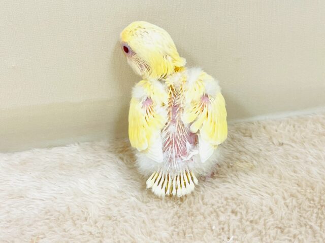 コザクラインコ（小桜インコ）