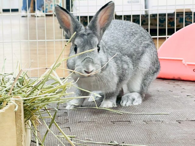 ミニウサギ